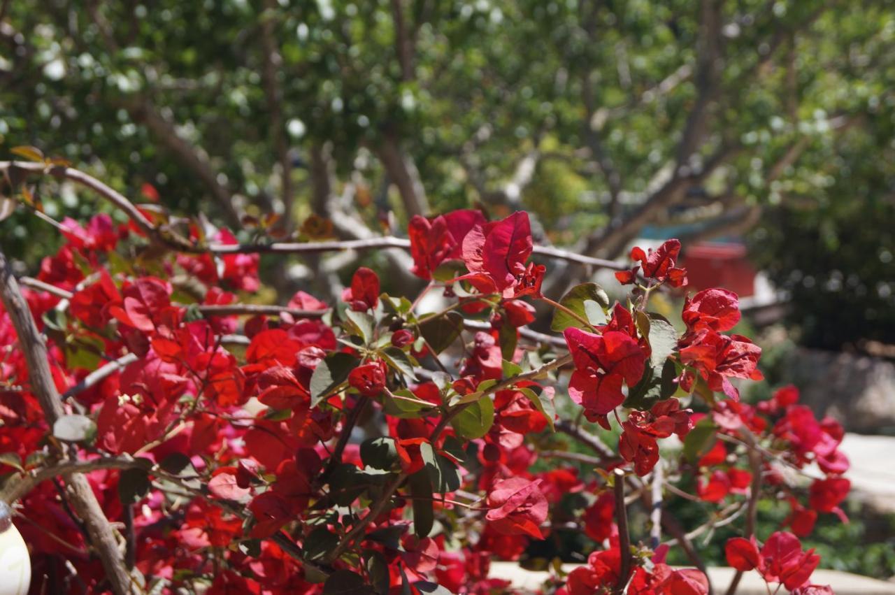 Les Jardins De Santa Giulia - Charmante Chambre D'Hote 2 Porto-Vecchio  Exteriör bild